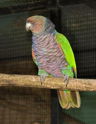 אמזונה אימפריאל