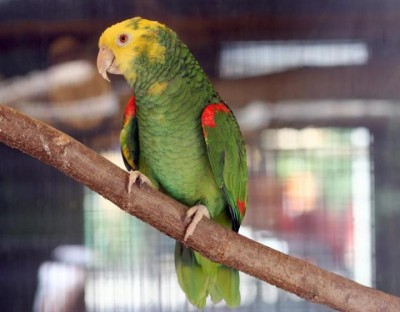 אמזונה דאבל ילו הד