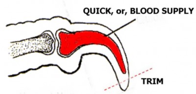 מבנה הציפורן