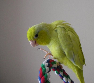 פסיפיק- מוטציה