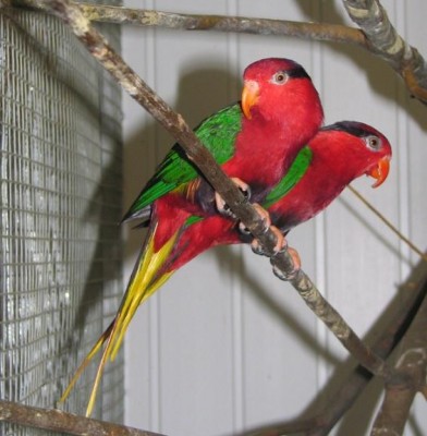 לורי ג'וספין