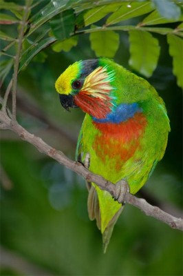 אדוארד פיג פארוט