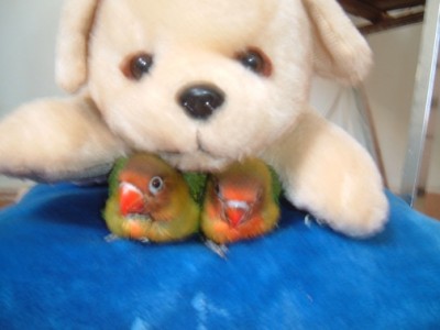 מתוקים השניים מן האחד