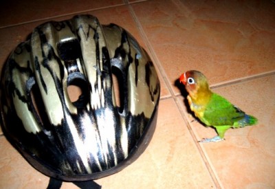 הדבר הזה נראה מעניין