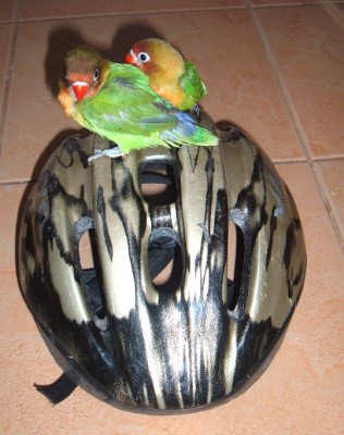 אז למה לא לעלות עליו?