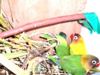 אמא וגוזלים