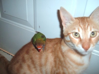 אוף מעצבן אני יורד!