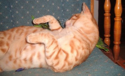 מי שם מפריע לי