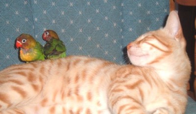 מה השאלה? לאח שלי!