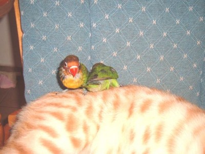 תגיד מה דעתך שנירד ממנו?