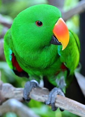 זכר יפייפה.jpg