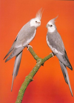 וואייט פייס.jpg