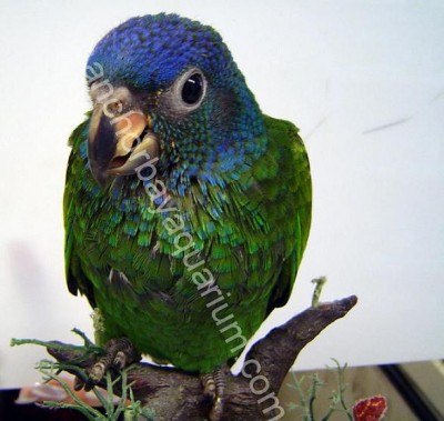 pionus.jpg