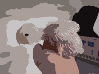 זהו גוזל.. נסו לנחש גוזל של מה