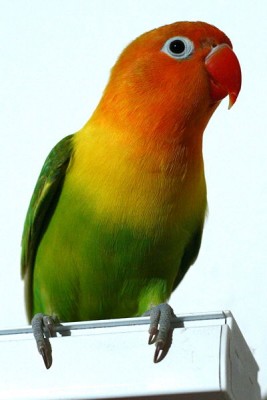 400px-Fischer's_Lovebird,_(Agapornis_fischeri)_perching_on_a_box.jpg