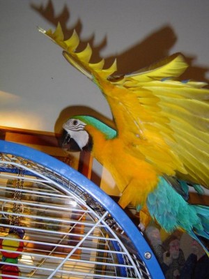 בת 5 ידשים 001.jpg