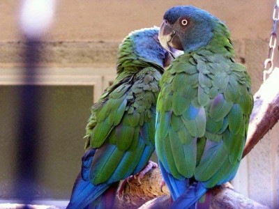 כחולת ראש.jpg