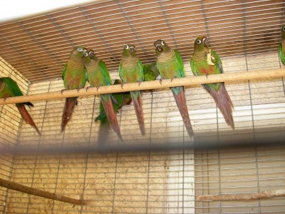 Green chiks.jpg