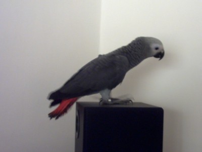 מיקה החמודה