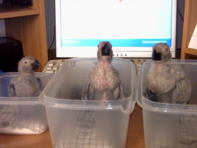 עוד גוזלי גאקו