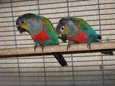 צ'קים 08 027.jpg