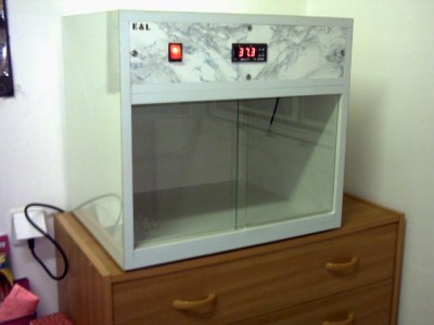 אומנת שבניתי