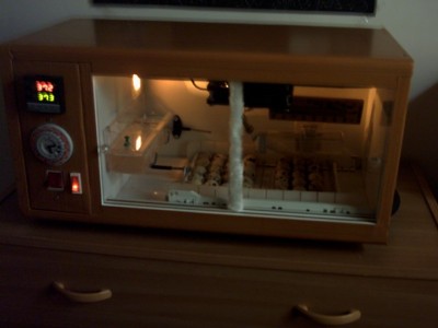 מדגרה שבניתי