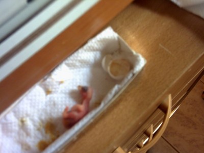 בקיעות במדגרה