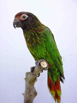 ילו סטרייק.JPG