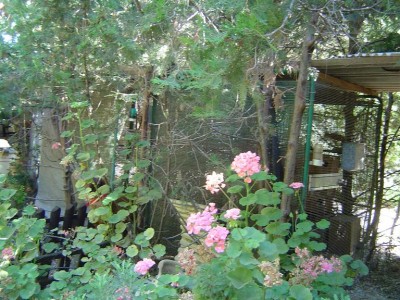 כלובים בין העצים