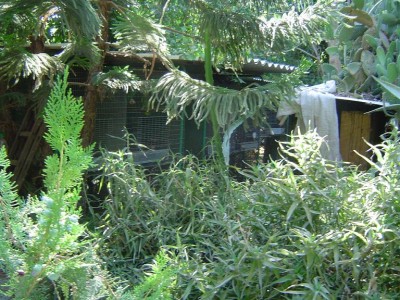 קטע מהצמחיה והכלובים