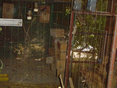 מבט ימינה, סנאים 4 פס,ולידם הרוזלות האדומות