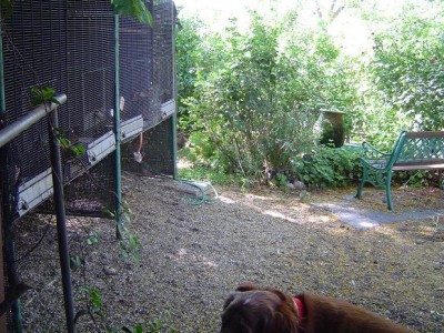 החצר האחורית