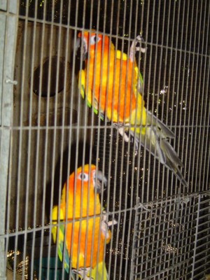 סן-קוניורים