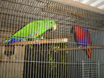 האקלקטוסים  GR ואלקסיס