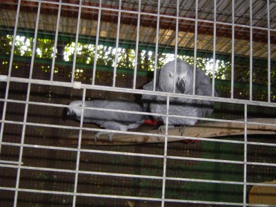 הג'קואים שהוציאו לי את הנשמה עד שהתחילו לעבוד