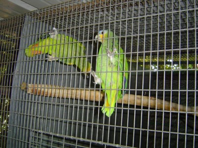 זוג אמזוניקה