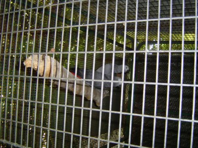 עוד זוג ג'אקו קונגו