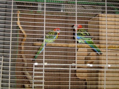 זוג רוזלה מזרחית