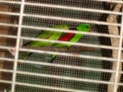 זוג רד ווינג