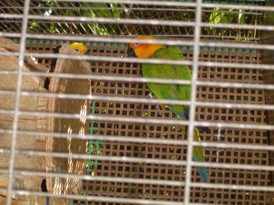 ג'נדאיה, אחד מסתתר