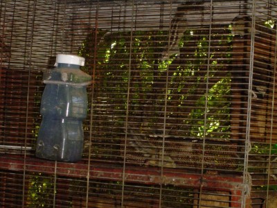 הם לא מתעופפים, סתם סנאים 4 פס חמודים