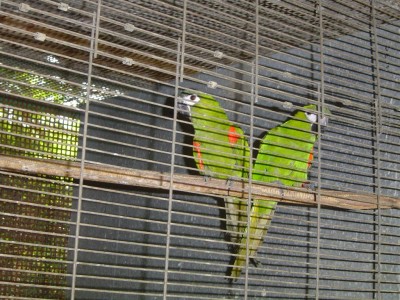 נובליסים די חדשים