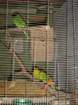 קקריקים עם 6 גוזלים, כבר סבב שני, בראשון היו להם 8 גוזלים.אשלח את האמא לנוח