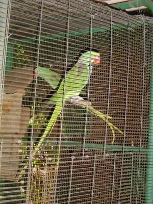 וג אלכבנדרונים ותיקים וחביבים שלי