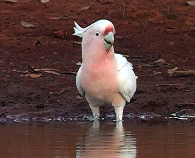 מיג'ור מיטשל.jpg