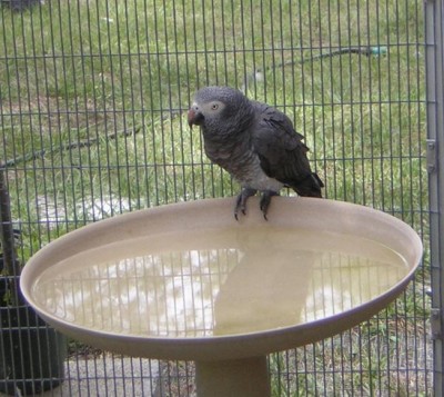 'אקו תימנה.jpg