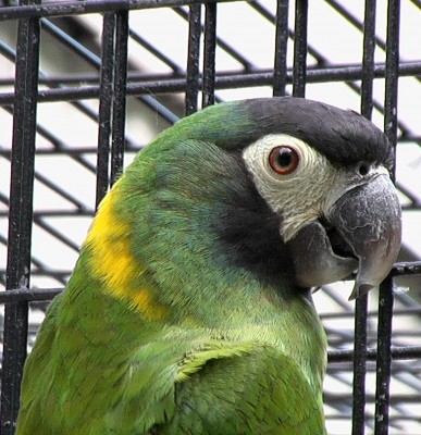Yellow-collared macaw2.jpg