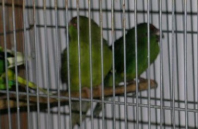 שני גוזלים