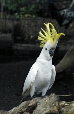 צהוב ציצית.jpg